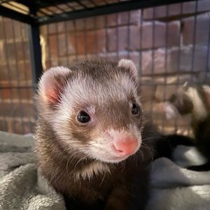 Meet your Posher, Caroline